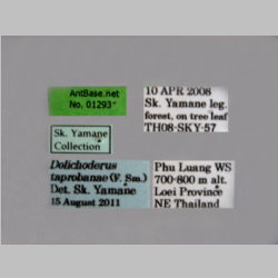 Dolichoderus taprobanae F. Sm Label