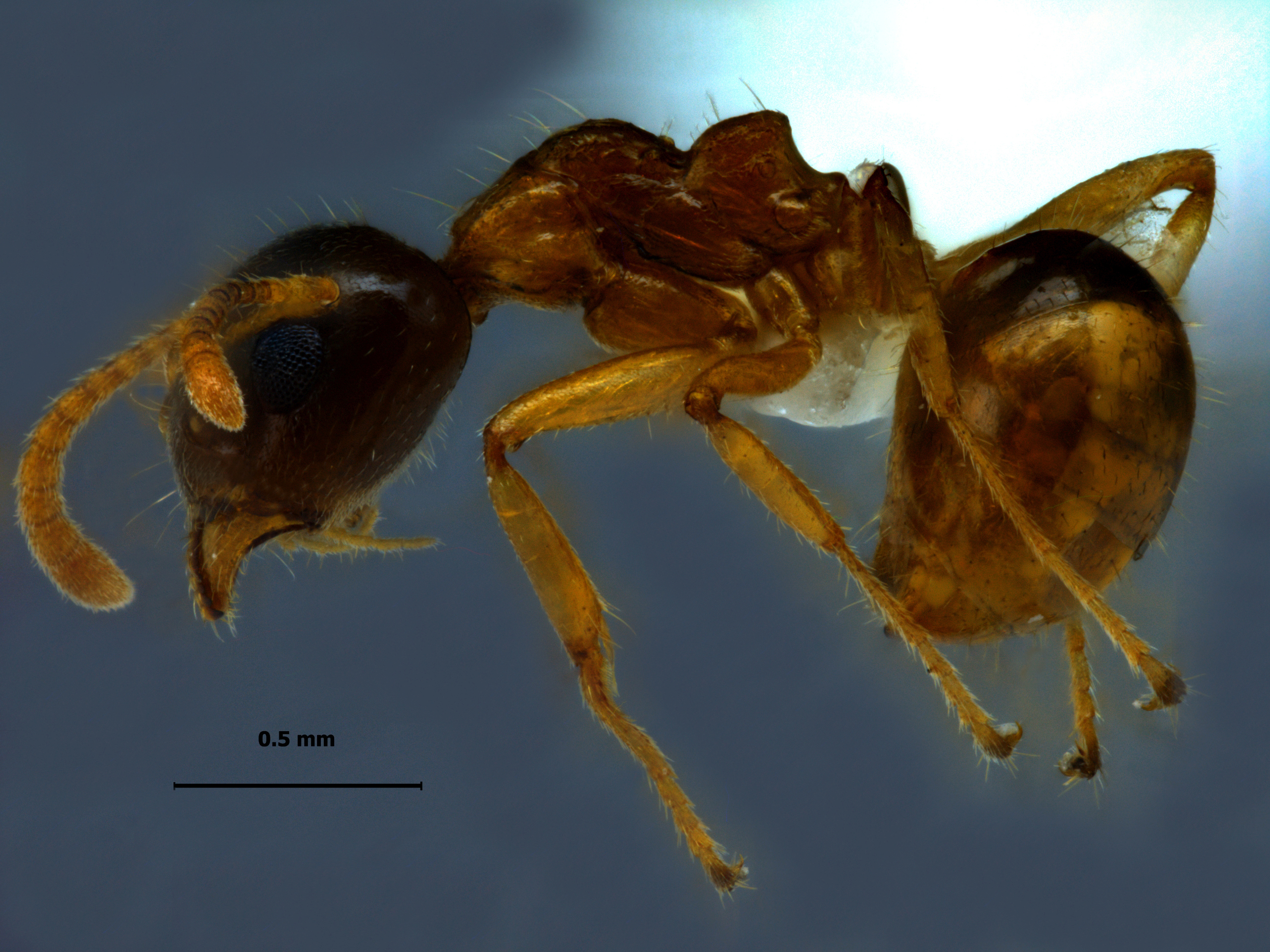 Foto Dolichoderus taprobanae F. Sm lateral