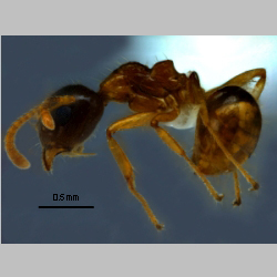 Dolichoderus taprobanae F. Sm lateral