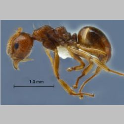 Dolichoderus taprobanae F. Sm lateral