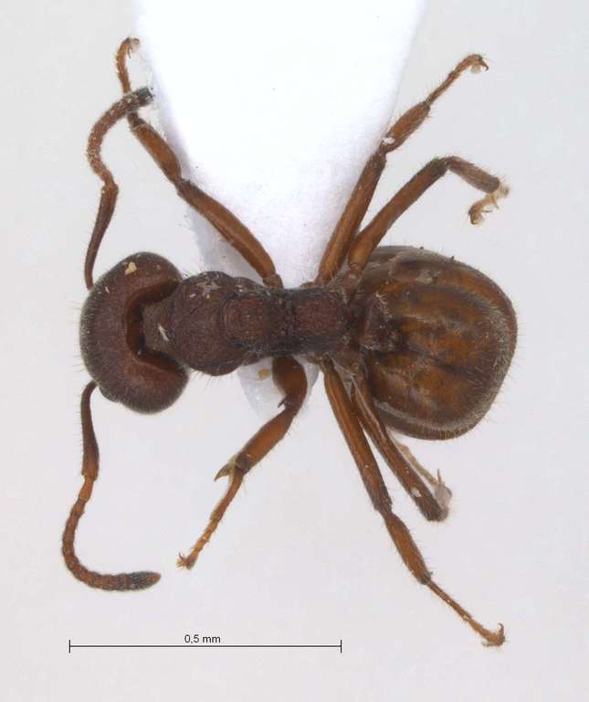 Foto Dolichoderus thoracicus Smith, 1860 dorsal