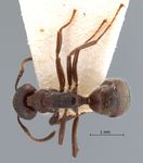 Dolichoderus thoracicus Smith, 1860 dorsal