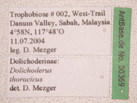 Dolichoderus thoracicus Smith, 1860 Label