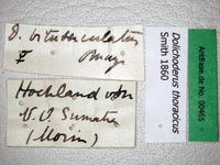 Dolichoderus thoracicus Smith, 1860 Label