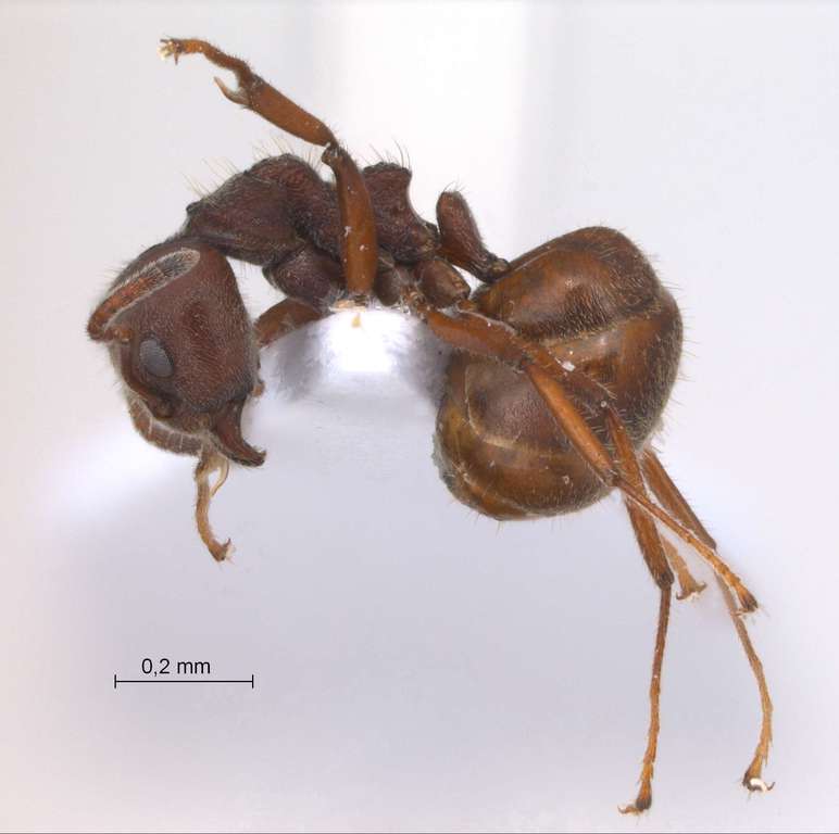 Foto Dolichoderus thoracicus Smith, 1860 lateral