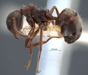 Dolichoderus thoracicus Smith, 1860 lateral