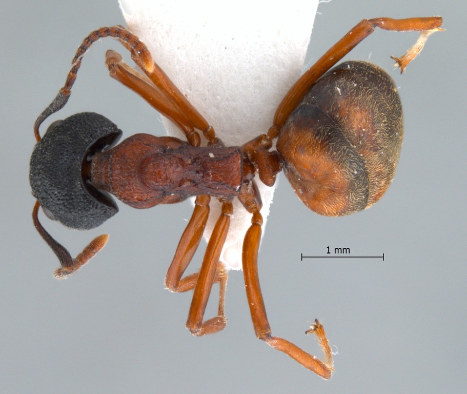 Foto Dolichoderus tuberifer Emery, 1887 dorsal