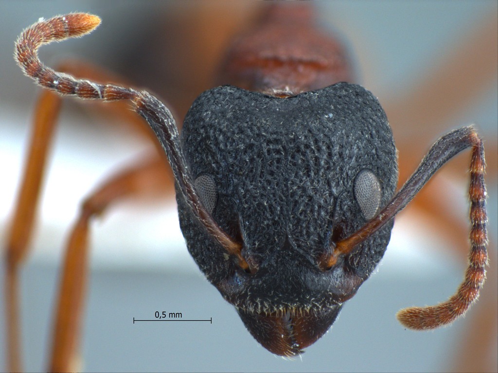 Foto Dolichoderus tuberifer Emery, 1887 frontal