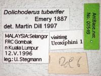 Dolichoderus tuberifer Emery, 1887 Label
