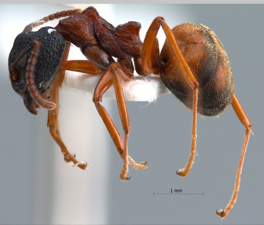 Foto Dolichoderus tuberifer Emery, 1887 lateral