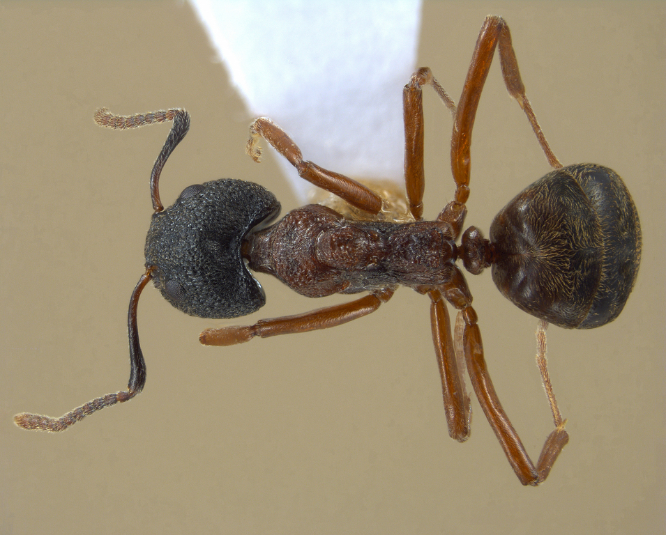 Foto Dolichoderus tuberifer Emery, 1887 dorsal