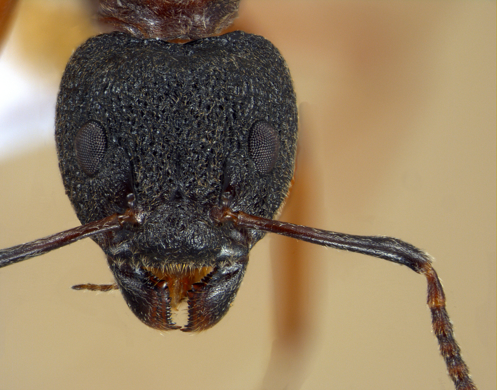 Foto Dolichoderus tuberifer Emery, 1887 frontal