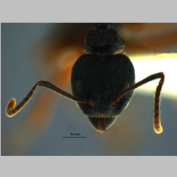 Dolichoderus tuberifer Emery, 1887 frontal