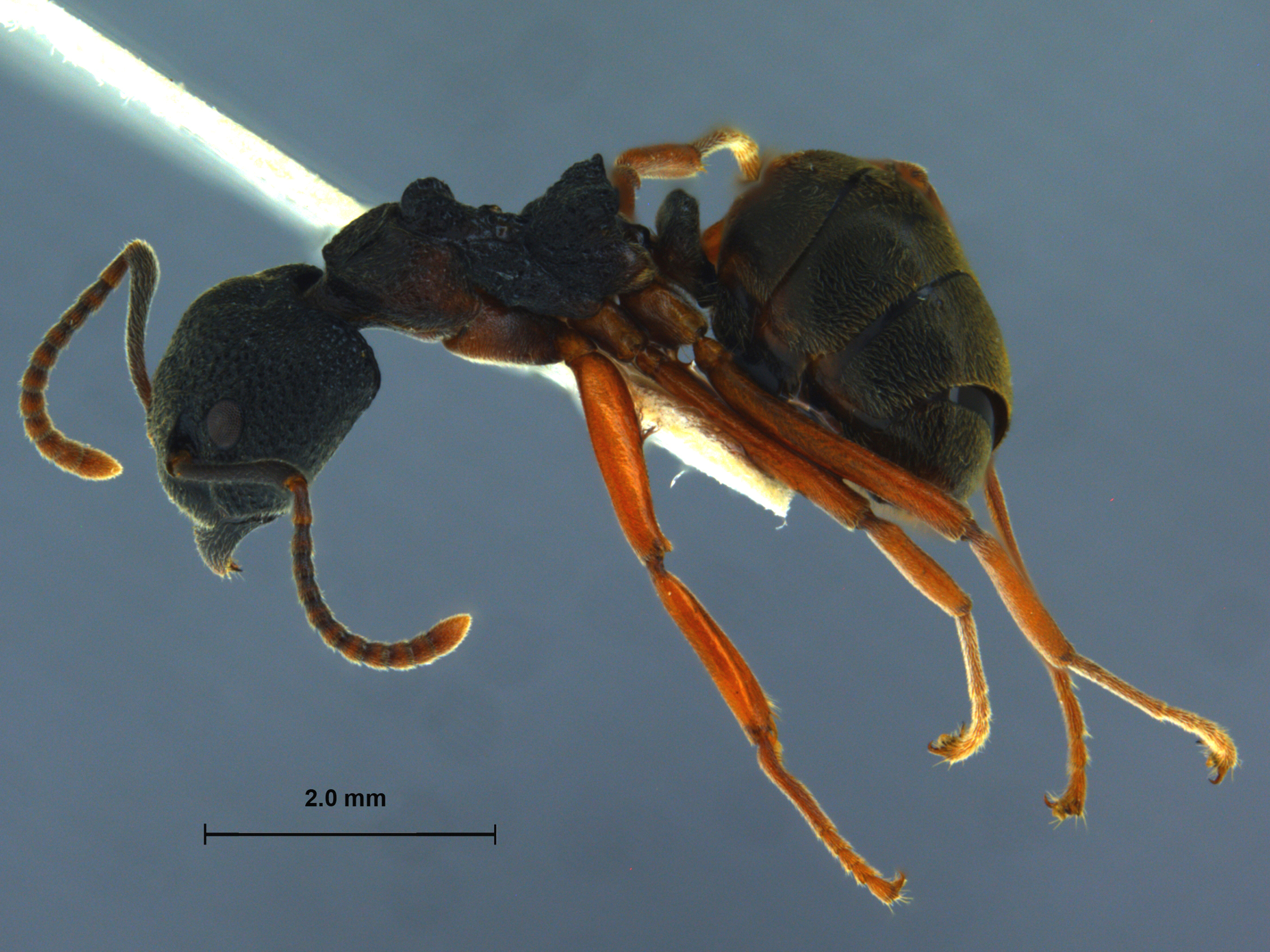 Foto Dolichoderus tuberifer Emery, 1887 lateral