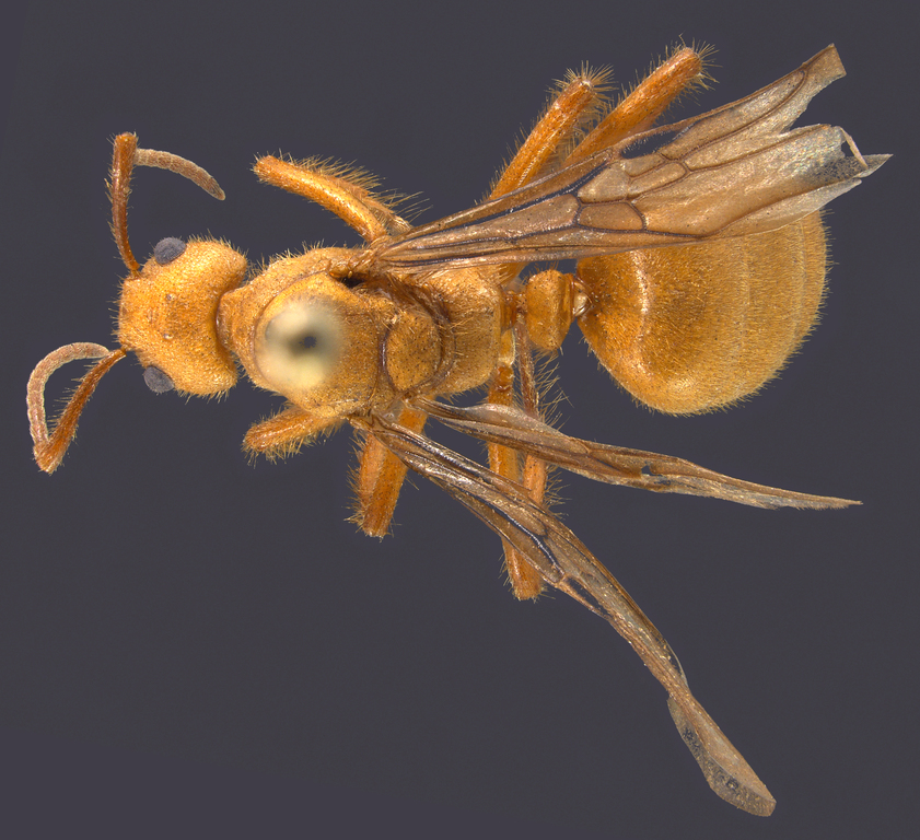 Foto Dolichoderus ursus Mayr, 1866 dorsal