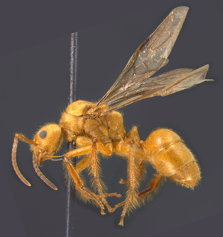 Foto Dolichoderus ursus Mayr, 1866 lateral