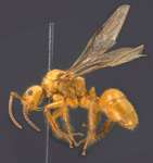 Dolichoderus ursus Mayr, 1866 lateral