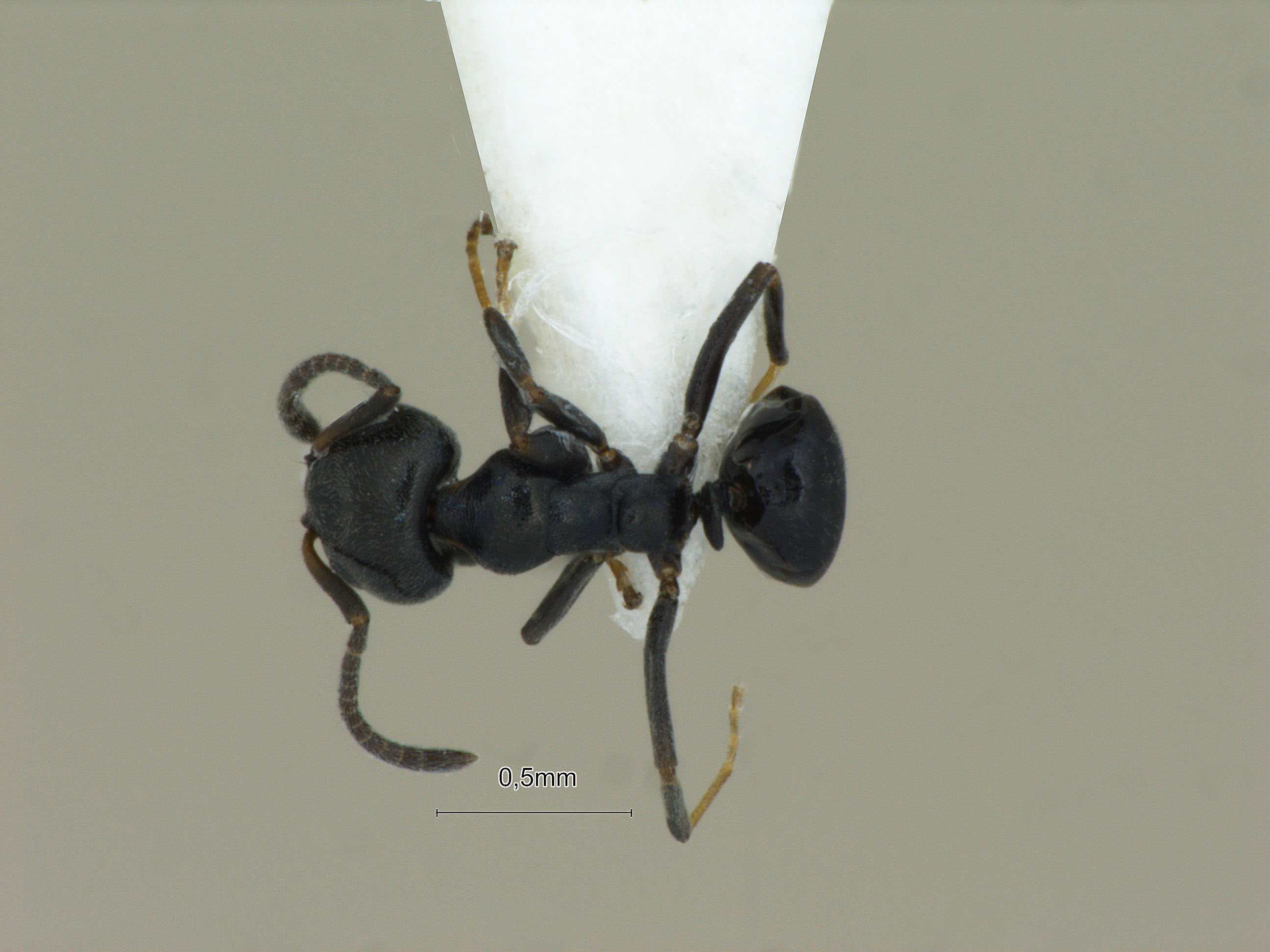 Foto Ochetellus glaber Mayr, 1862 dorsal