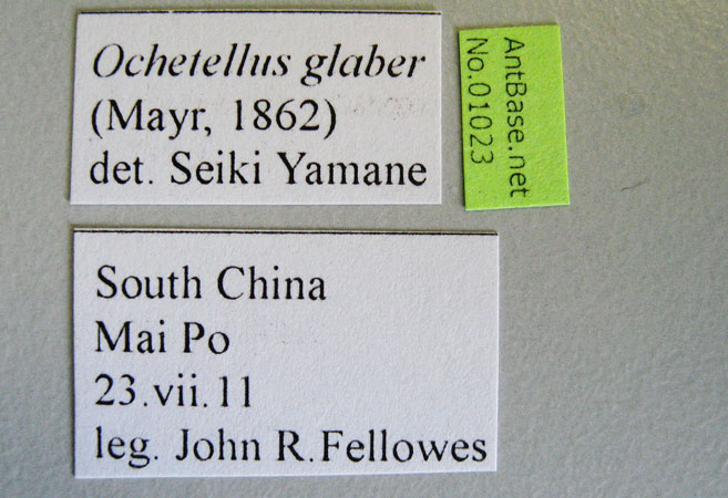 Ochetellus glaber Mayr, 1862 Label