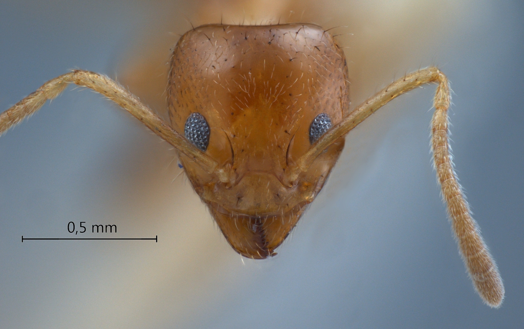 Foto Philidris myrmecodiae nigriventris Donisthorpe, 1941 frontal