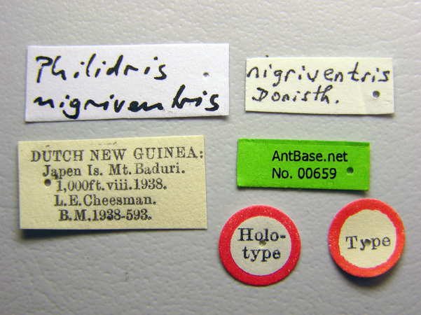 Foto Philidris myrmecodiae nigriventris Donisthorpe, 1941 Label