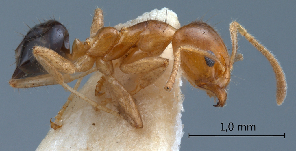 Foto Philidris myrmecodiae nigriventris Donisthorpe, 1941 lateral