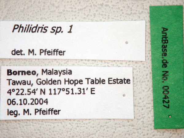 Foto Philidris sp. 1 Label