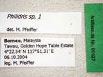 Philidris sp. 1 Label