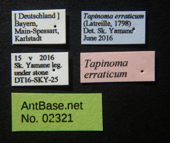 Foto Tapinoma erraticum (Latreille) , 1798 Label