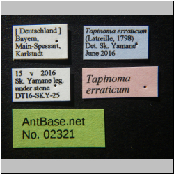 Tapinoma erraticum (Latreille) , 1798 Label
