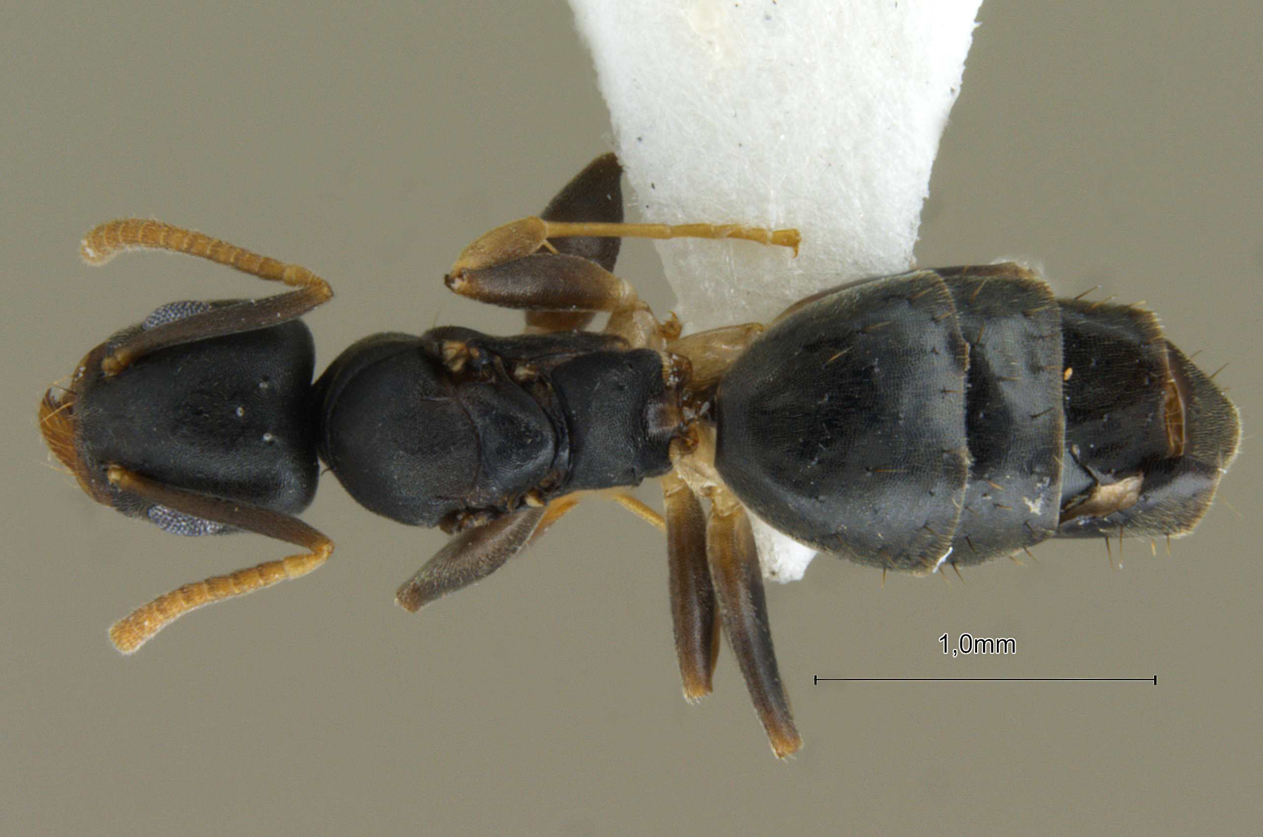 Foto Technomyrmex albipes Smith, 1861 dorsal