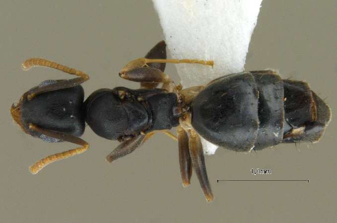 Technomyrmex albipes Smith, 1861 dorsal