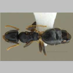 Technomyrmex albipes Smith, 1861 dorsal