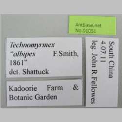 Foto Technomyrmex albipes Smith, 1861 Label