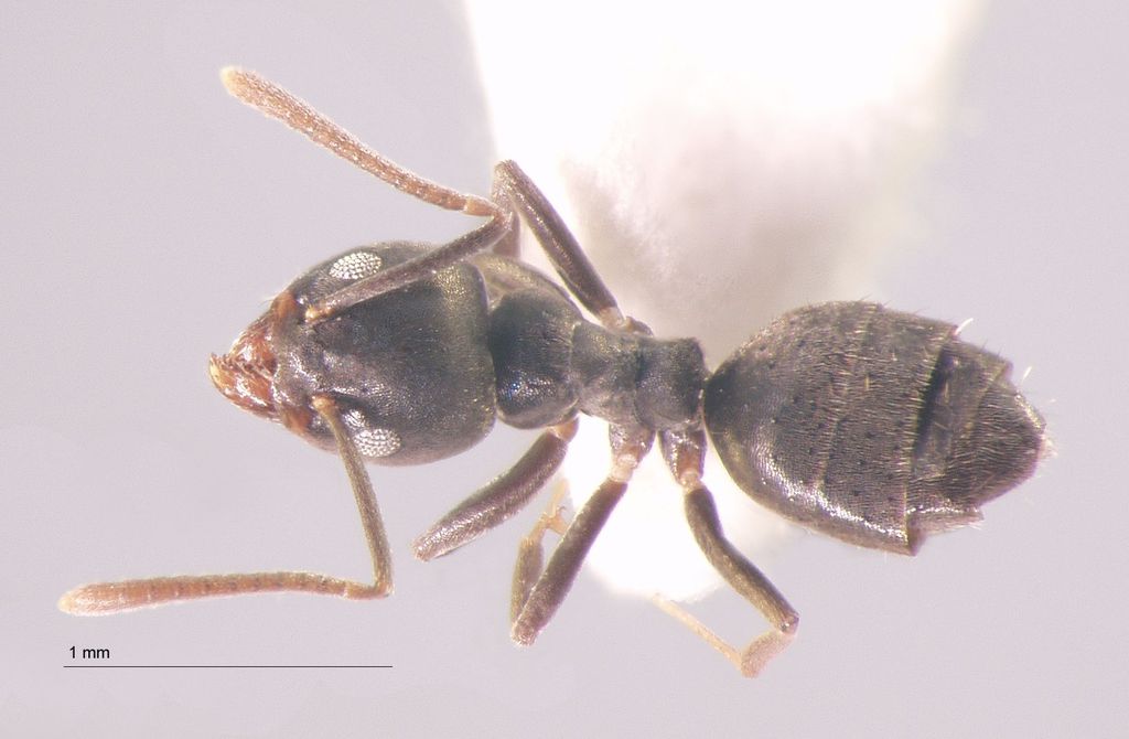 Foto Technomyrmex albipes Smith, 1861 dorsal