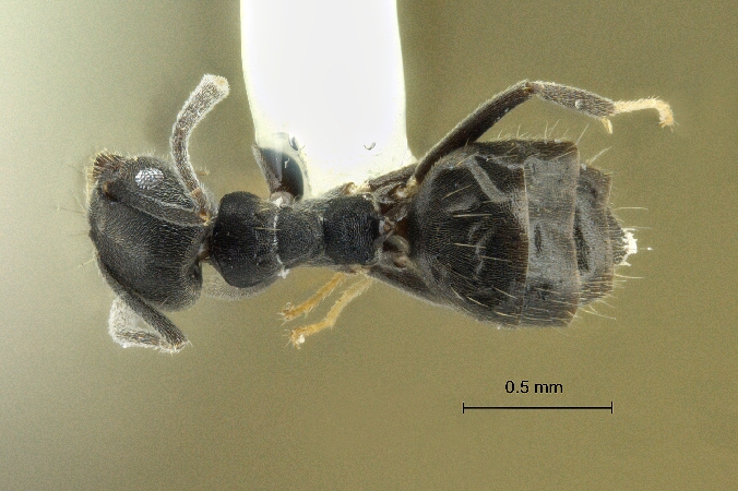 Technomyrmex albipes Smith, 1861 dorsal