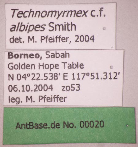 Foto Technomyrmex albipes Smith, 1861 Label