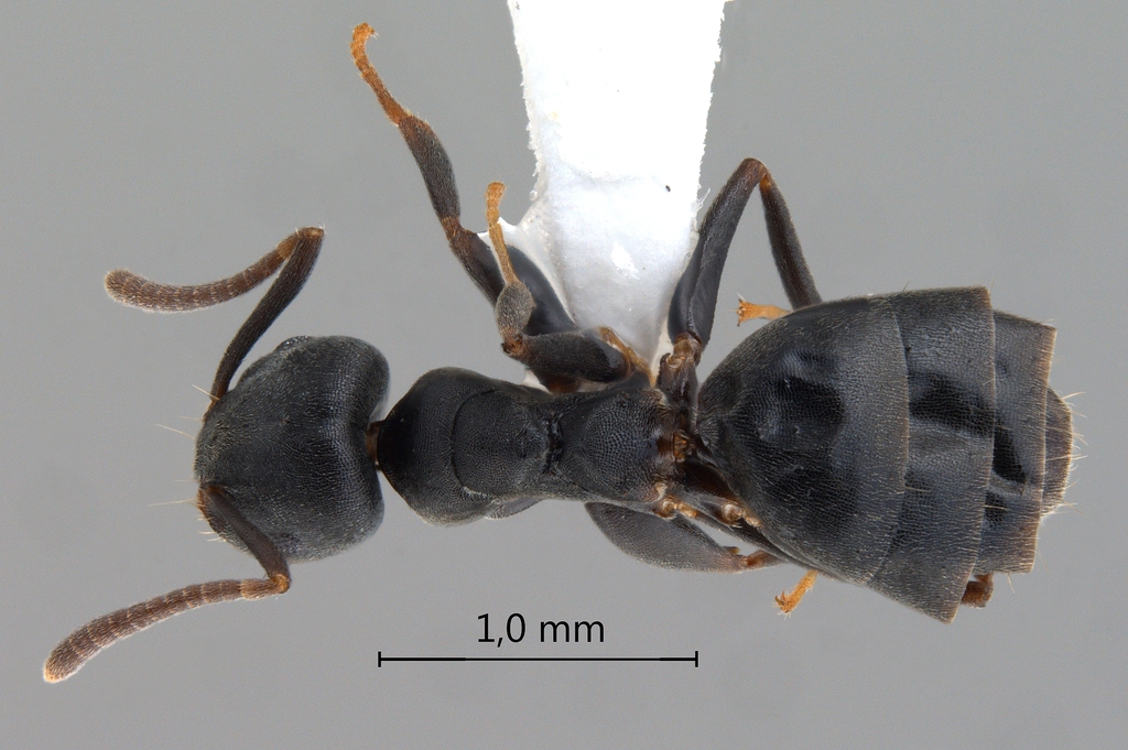 Foto Technomyrmex brunneus Forel, 1895 dorsal