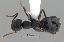 Technomyrmex brunneus Forel, 1895 dorsal