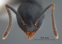 Technomyrmex brunneus Forel, 1895 frontal