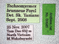 Technomyrmex brunneus Forel, 1895 Label