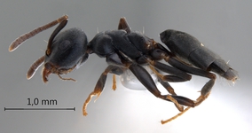 Technomyrmex brunneus Forel, 1895 lateral