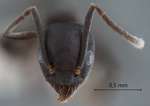 Technomyrmex butteli Forel, 1913 frontal