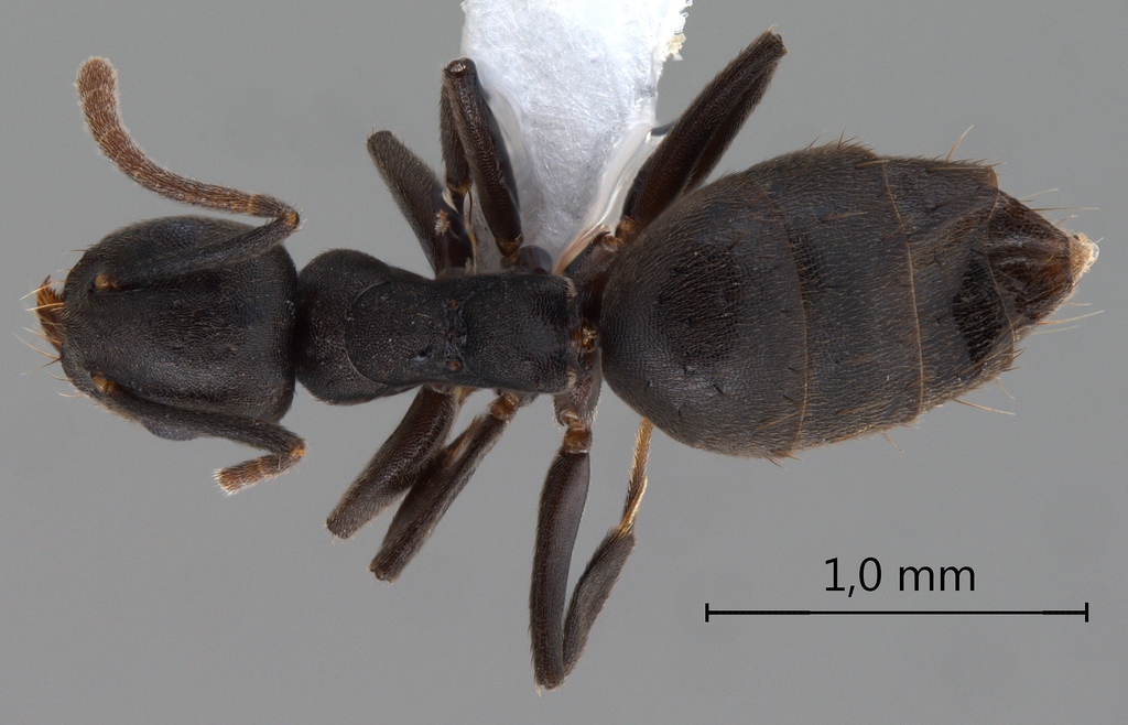 Foto Technomyrmex difficilis Forel, 1892 dorsal