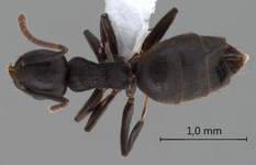 Technomyrmex difficilis Forel, 1892 dorsal