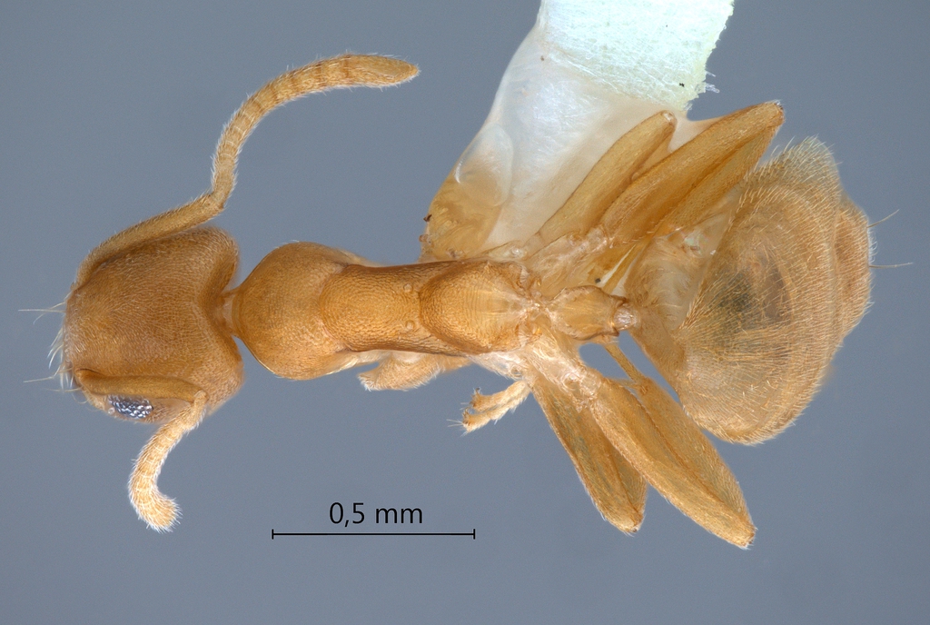 Foto Technomyrmex dubius Bolton, 2007 dorsal