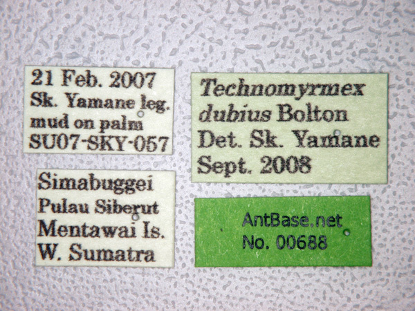 Foto Technomyrmex dubius Bolton, 2007 Label