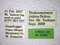 Technomyrmex dubius Bolton, 2007 Label