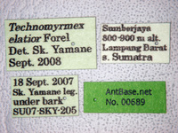 Technomyrmex elatior Forel, 1902 Label