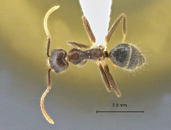 Technomyrmex grandis Emery, 1887 dorsal